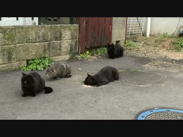 【猫ドキュメント】猫密集地”猫時空Ⅱ”で去勢避妊の捕獲に挑む