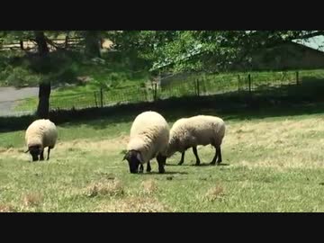 羊が草食ってるだけ