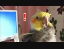 オカメインコの冠羽で遊ぶ