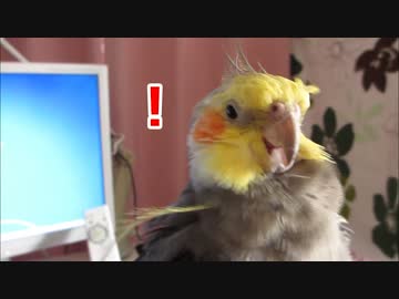 オカメインコの冠羽で遊ぶ