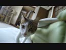 Beastie Boys vs 猫 "Ch-Check Cat Out"