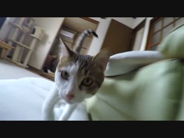 Beastie Boys vs 猫 "Ch-Check Cat Out"