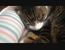 うちの猫の寝姿を撮影してみた（５月２０日）