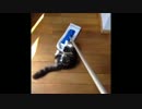 【Vine】猫の可愛すぎるおもしろ珍動画まとめ