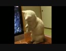 【閲覧注意】海外の爆笑おもしろ動画まとめ７