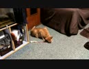 チャタトルネード！(どうしてこうなった？)