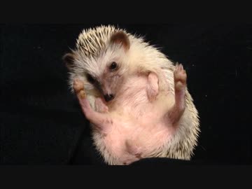 ハリネズミのイメージビデオつくった