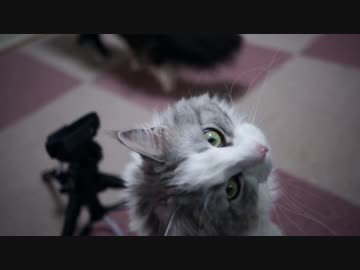 【#407】 配信後　【猫万歳】