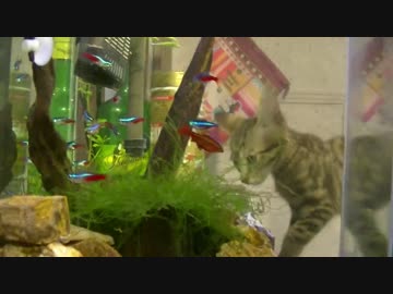 ティガーと暮らそう！～ちびねこ生活記～　その１