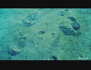 【５作目】 転校前夜　ver.ゆきな 【歌ってみた】