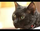 一眼レフカメラ持って35　ねこぶくろ