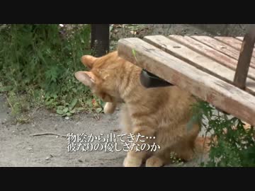 人懐こい茶トラ猫がどこまでついてくるか試してみた