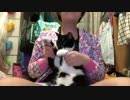 猫がChai Maxxを踊ってみた。【妹】