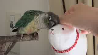 ウロコインコ：ハル【ボクをかいて！】