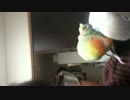 小桜インコご飼い主を真似てお喋りを楽しむ動画。