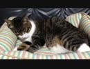 うちの猫の寝姿を撮影してみた（５月２１日）