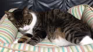 うちの猫の寝姿を撮影してみた（５月２１日）