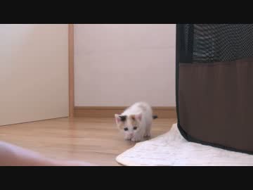 くるねこ大和　胡桃ちゃん505g　20150521
