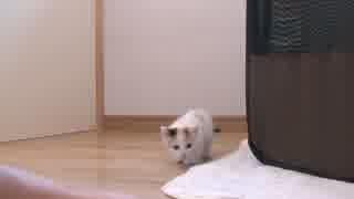 くるねこ大和　胡桃ちゃん505g　20150521