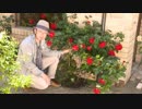 ローズスタイリスト大野耕生の“耕生流 バラの育て方” 春～秋編「3.春・バラが咲きほこるシーズンの作業」