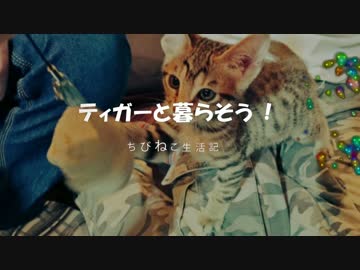 ティガーと暮らそう！～ちびねこ生活記～　その2