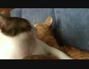 がっしりと抱き締める猫、抱き締められる猫。