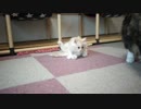 【#408】 今日も遊ぶ　【猫万歳】