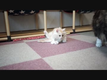 【#408】 今日も遊ぶ　【猫万歳】