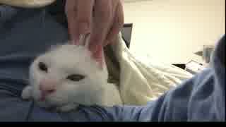 ねこをうさぎにしてみた