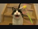 玄関開けたら2秒で猫じゃらし♪