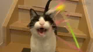 玄関開けたら2秒で猫じゃらし♪