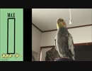 まったりしていたオカメインコが覚醒→ドヤァァ..