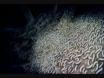 真・流行り神実況ﾌﾟﾚｲ【寄生虫編】①