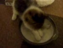 ねこ鍋じゃらし