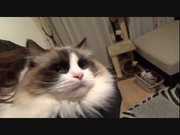 ラグドールのレオ　Vol76 3日ぶりに飼い主と再会した猫