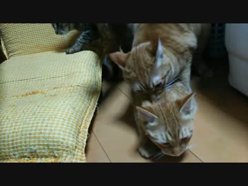 【拾い猫】アルト兄ちゃん、ランカのお世話をする・その１