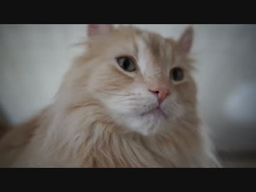 【#409】 配信中のゆずとか　【猫万歳】