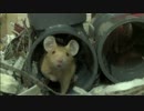 カラーマウスを飼い始めました