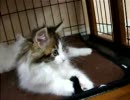 黒玉猫じゃらし
