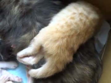 生後17日目の頃の子猫たちの様子