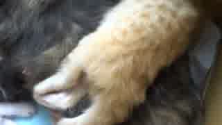 生後17日目の頃の子猫たちの様子