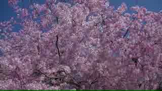さくら（浄源寺の八重桜）