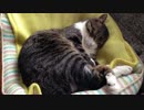 うちの猫の寝姿を撮影してみた（５月２３日）