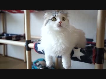 【#410】 猫じゃらし　【猫万歳】