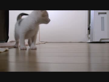 くるねこ大和　胡桃ちゃん538g　20150523