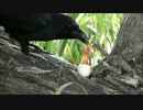 カラス、卵の雛を食べる