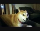 【柴犬】ロンちゃん動画【サンポ帰り】