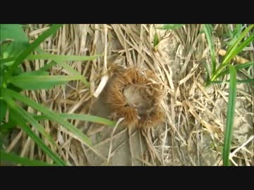 【ORAS】捕獲した生物しか使えない大自然レート【一級河川編４】