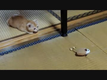 【子猫】きなこ 大ハッスル！