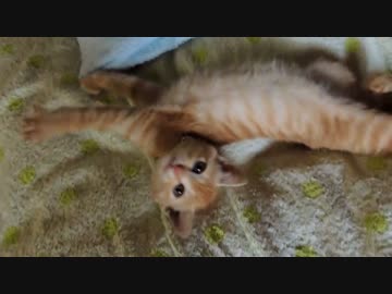 【子猫】きなこ 大ハッスル後の( =˘ω˘=)ｽﾔｧ